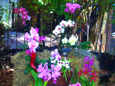 AMERICA: JARDINES ORIENTALES, JAPONESES Y PLANTAS